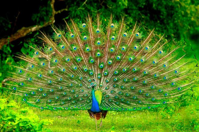 Day Trip to Udawalawe From Colombo (Transfer Only) - Bottled Water and Lunch