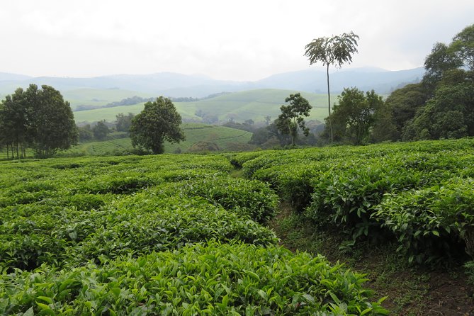 Discover Burundi in 6 Days - Day 5: Relaxation by Lake Tanganyika