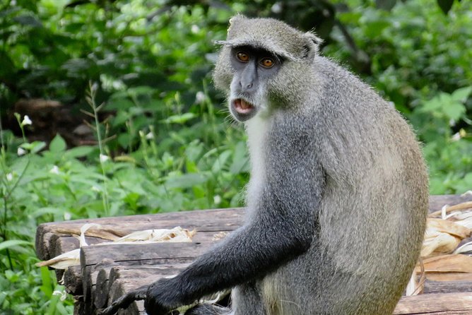 Discover Malawi in 7 Days. Private Tour With Accommodation - Day 4: Cultural Experience