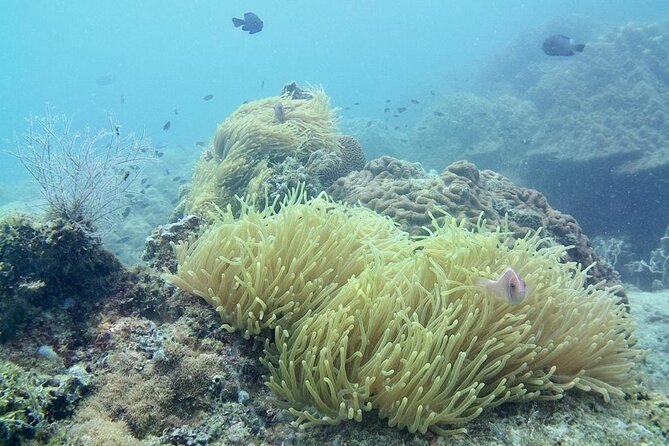 Discover Scuba Diving in Koh Rong - Additional Details