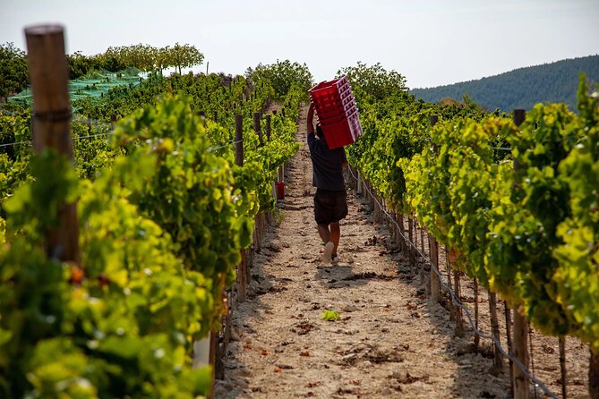 Discover the Essence of Ibiza'S Rich Wine Culture - Frequently Asked Questions