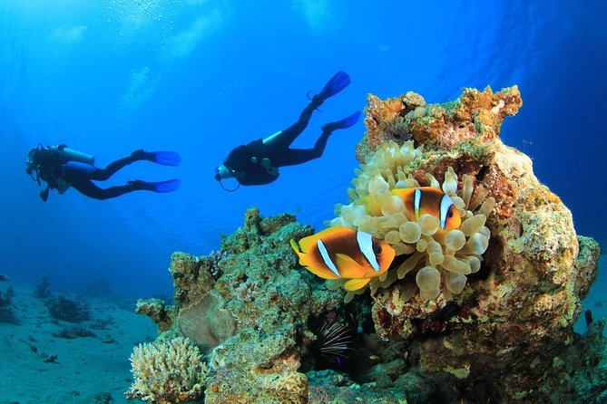 Diving Full Day For Beginners Boat Trip 2 Stops Diving and Lunch – Marsa Alam - Meals and Transportation