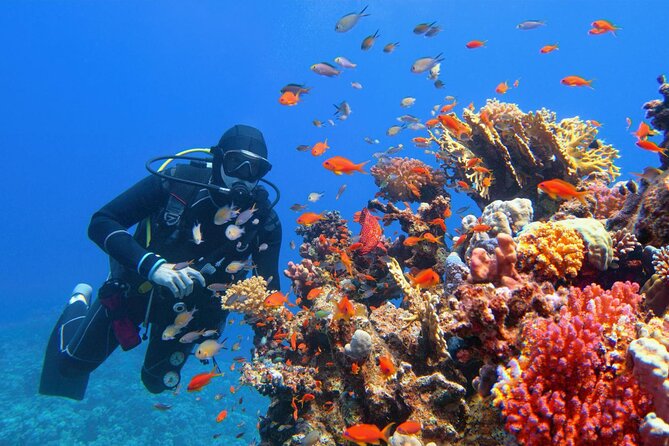 Diving in Hurghada for Beginners With Lunch and Transfer - Operator Information