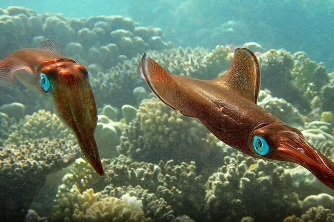 Diving Tour at Ras Mohammed by Boat - Booking Process