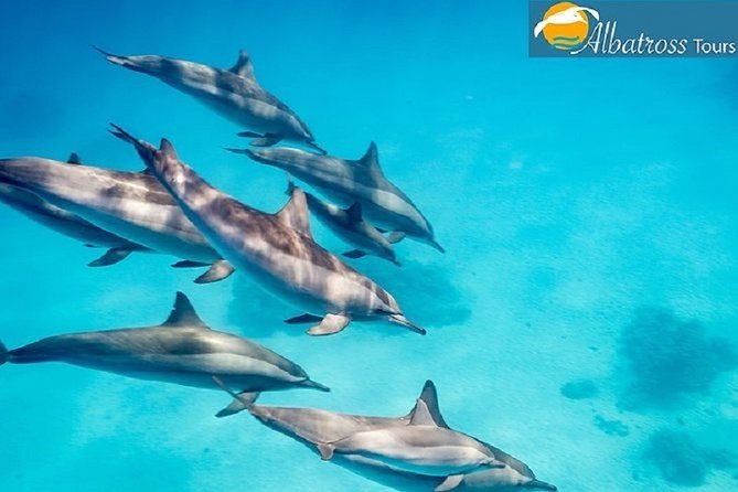 Dolphin Tour - Kizimkazi - Start Time and Price