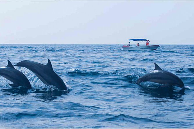 Dolphin Watching Boat Tour From Kalpitiya - Meeting and Pickup