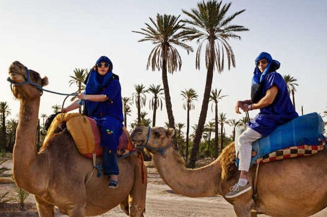 Dromedary in Palmerais - Additional Information Provided