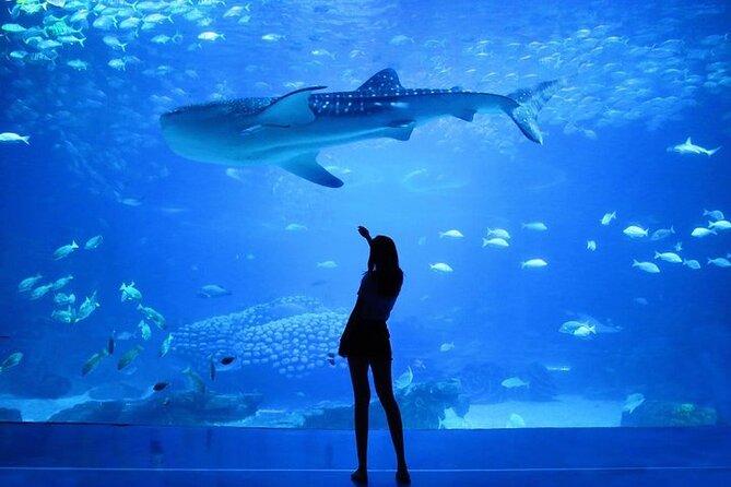 Dubai Aquarium and Underwater Zoo Private Transfers - Pricing and Booking
