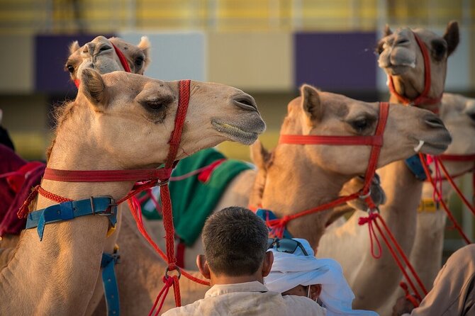 Dubai Camel Race With a Camel Ride - Booking and Reservation Information