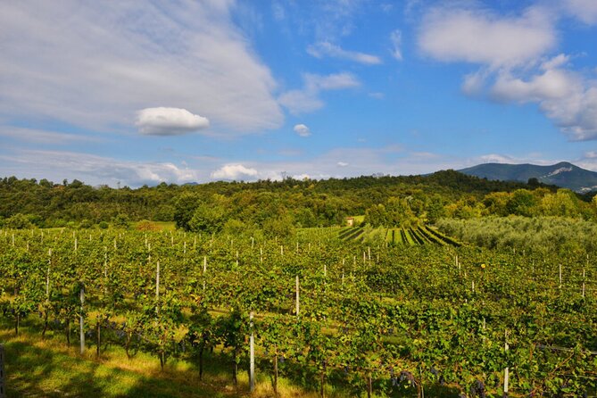 E-Bike Tour With Wine Tasting From Polpenazze on Lake Garda - What to Expect on the Tour