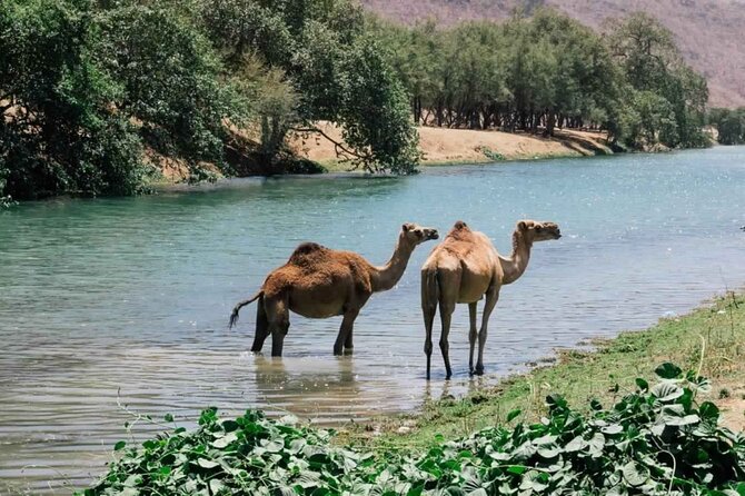 East of Salalah Full Day Tour - Price and Payment Options