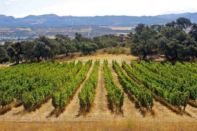 Ecological Tour of the Winery in Ronda With Tasting - Pickup and Meeting Options