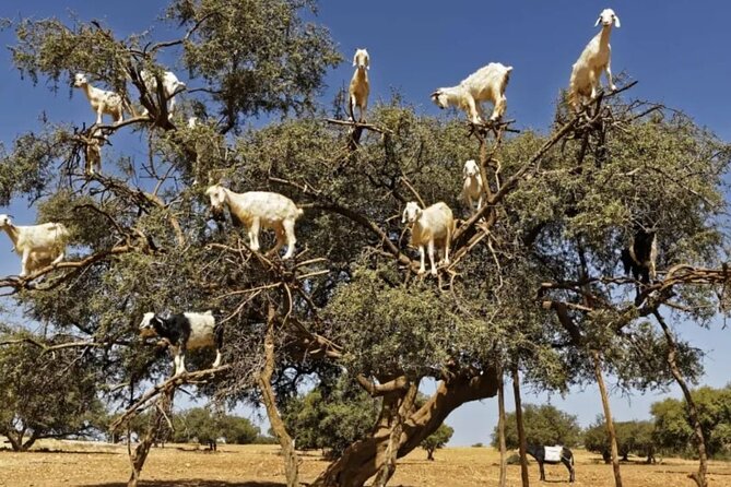 Essaouira Day Trip From Marrakech - Cancellation Policy