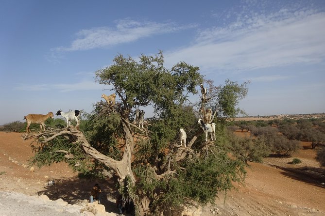 Essaouira Day Trip From Marrakech - Confirming Your Trip
