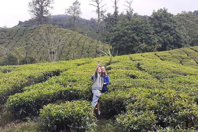 Experience Cameron Highland Sharing Tour - Booking Information