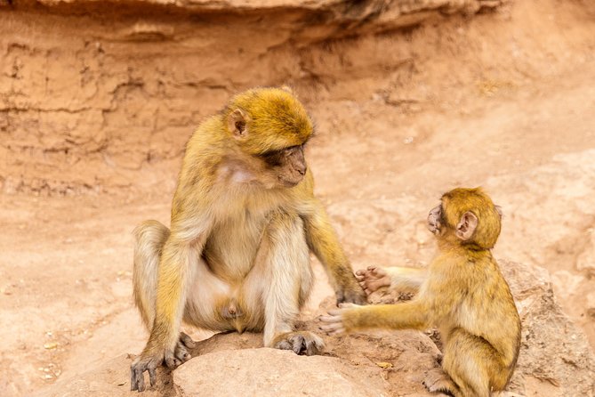 Explore Monkey Kingdom From Polonnaruwa - How to Reserve Your Spot