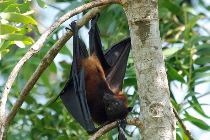 Explore North of Pemba Island (Flying Fox, Ngezi Forest and Vumawimbi Beach) - Local Cuisine Delights and Seafood