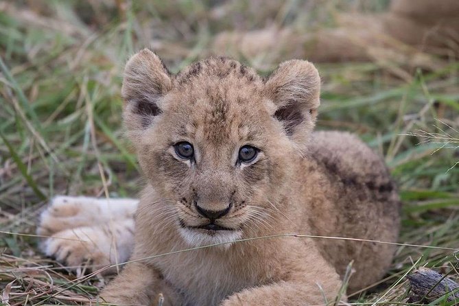Explore the Wonders of Amboseli: 3-Day Safari Tour From Nairobi - Pickup and Meeting Information