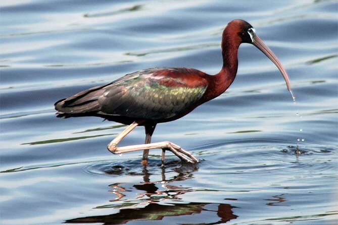 Fayoum Full Day Tour Bird Watching - Accessibility and Travelers