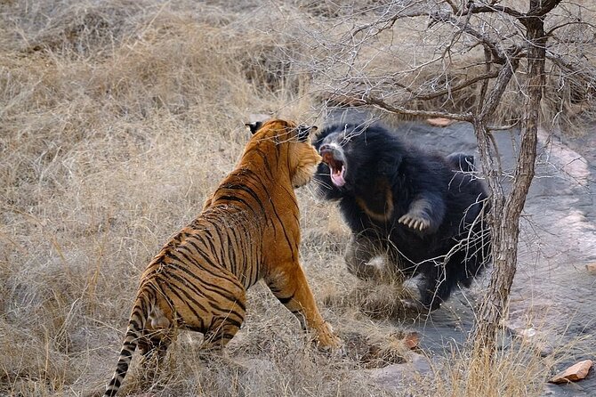 From Jaipur: 2 Days Private Tour of Ranthanbore Tigers Safari - Pricing Details