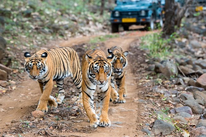 From Jaipur: Ranthambore Safari & Jaipur 2-Days Private Tour - Frequently Asked Questions
