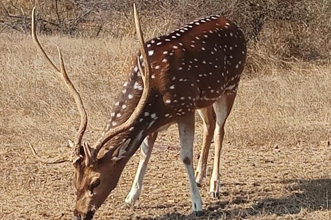 From Jaipur: Ranthambore Tiger Safari One Day Trip - Safari Experience at Ranthambore