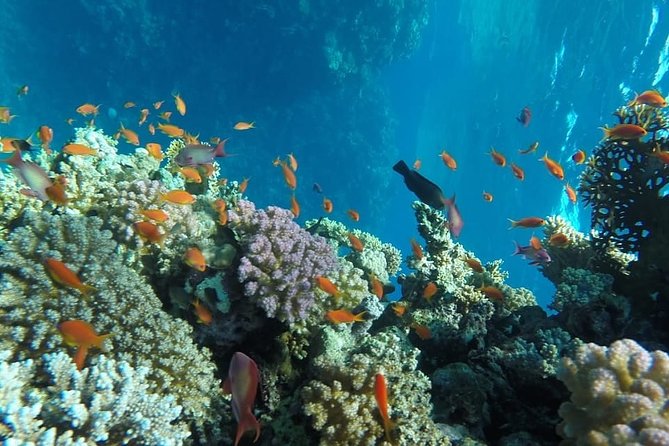 From Luxor: Snorkeling Day Tour at Utopia Island in Safaga - Pickup Requirements
