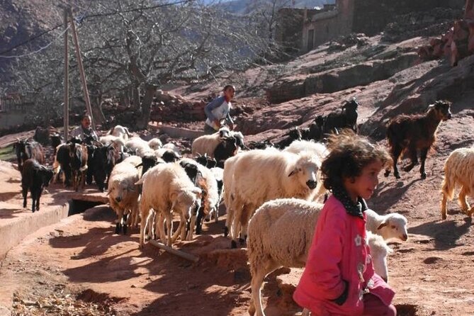 From Marrakech: Imlil Valley and Atlas Mountains Tour - Accessibility Details