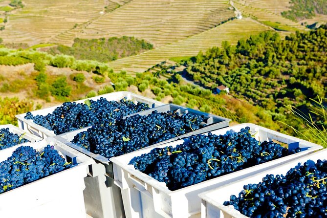 From Vine to Wine: A Harvest Adventure in Douro Valley - Frequently Asked Questions
