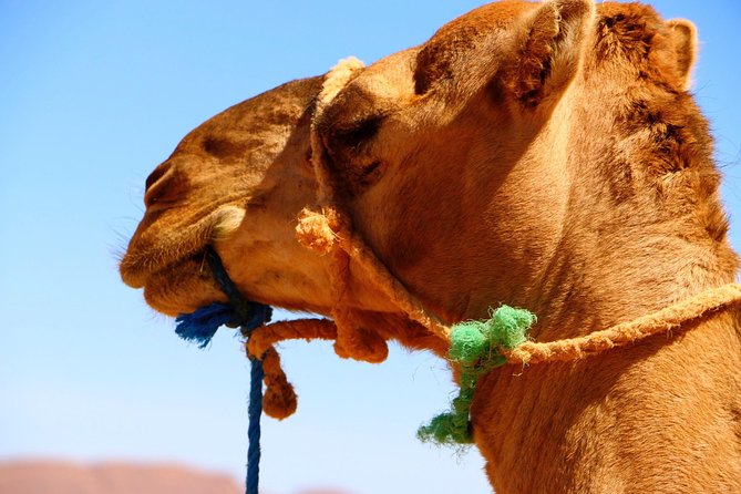 From Zagora: 6 Days Private Camel Trekking to Mhamid Desert - Local Culture and Experience