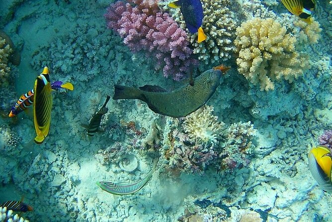 Full Day Experience in Marsa Mubarak With Diving and Lunch - Important Information for Travelers