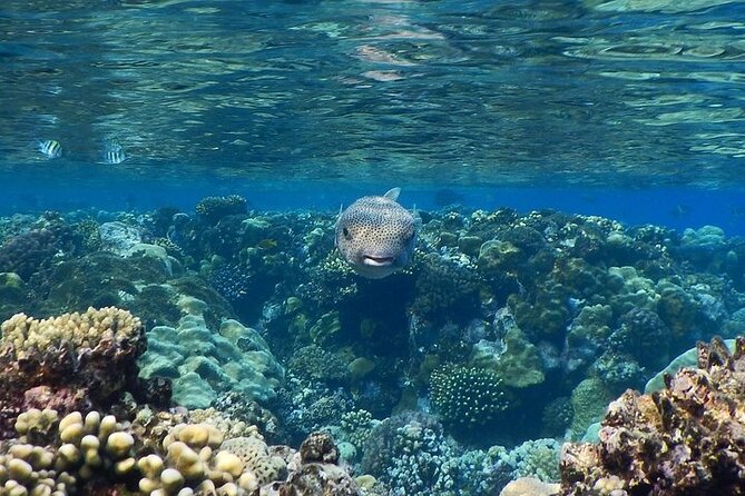 Full Day Guided Marsa Mubarak Snorkeling From Marsa Alam - Additional Information
