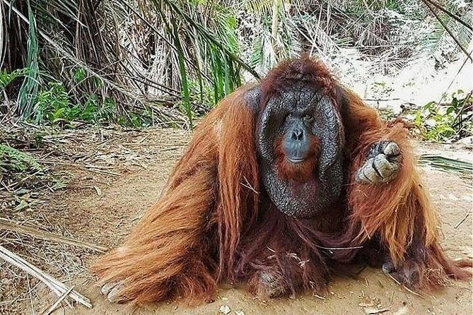 Full Day Ipoh City Tour And Bukit Merah Orang Utan Island - Frequently Asked Questions