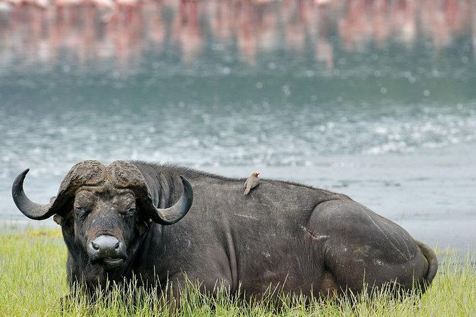 Full Day Lake Nakuru National Park Tour - Directions and Highlights