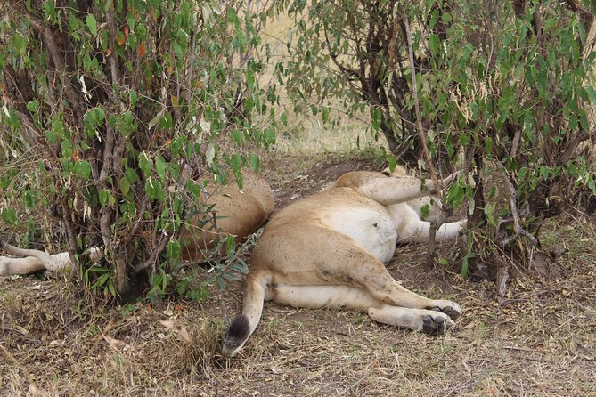 Full-Day Private Tour Nairobi National Park and Giraffe Center - What to Expect