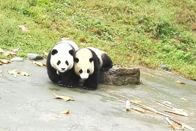 Full-Day Private Tour of Chengdu and Panda Base With Lunch - Price Details