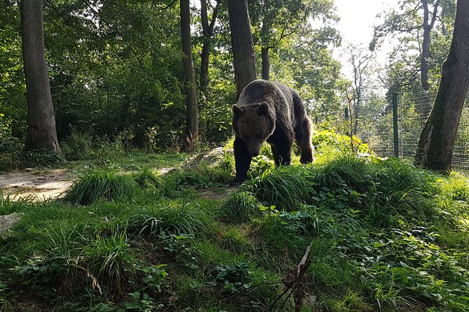 Full-Day Private Tour to Bear Sanctuary, Dracula Castle & Brasov From Bucharest - Inclusions and Exclusions