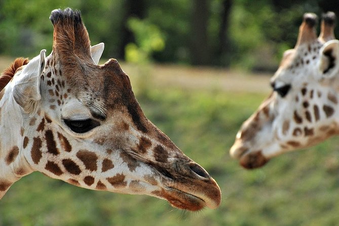 Full Day Safari at Selous Game Reserve From Zanzibar With Lunch - Lunch Experience