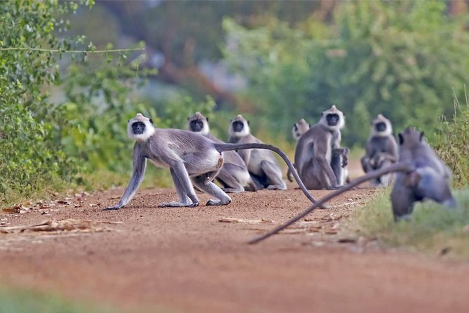Full Day Safari at Wilpattu With Picnic Breakfast and Lunch - Logistics and Timings