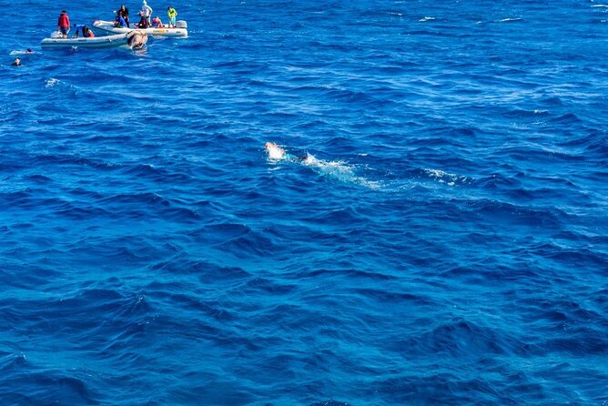 Full-Day Snorkeling Trip at Paradise Island in Egypt - Island Amenities and Lunch