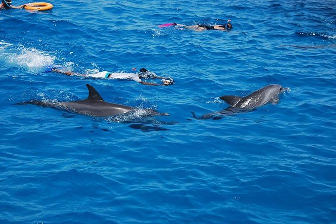 Full Day Snorkeling Trip Dolphin Round House - Additional Information