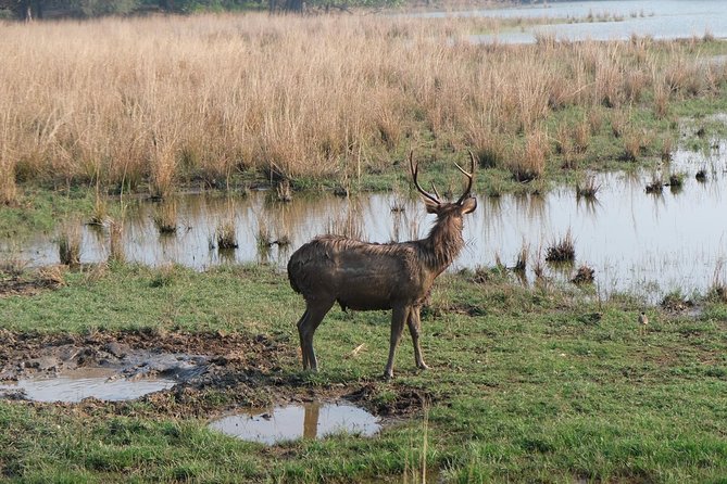 Full-Day Tour of Ranthambore From Jaipur - Frequently Asked Questions