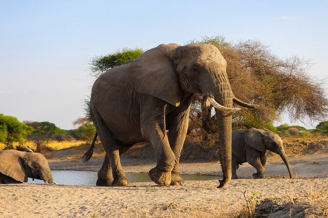 Full-Day Tour Safari Tarangire National Park - Frequently Asked Questions