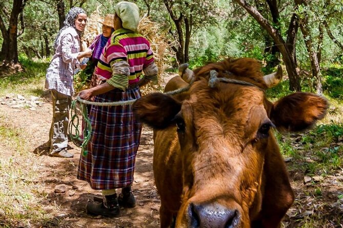 Full Day Tour to Atlas Mountains in Imlil Valley - Confirmation and Accessibility