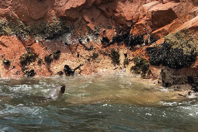 Full Day Tour to Paracas and Ica From Lima - Frequently Asked Questions