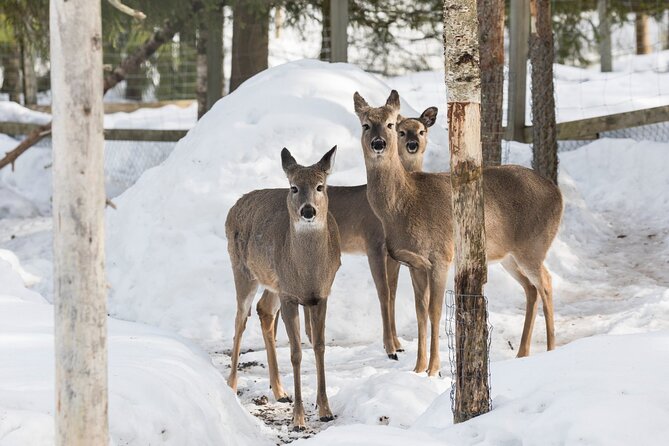 Full-Day Tour to Ranua Zoo With Pick up From Rovaniemi - Buffet Lunch Included