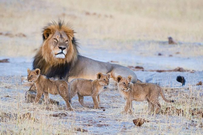 Full-Day Trip to Hwange National Park With Hotel Pickup - Maximum Travelers and Operator