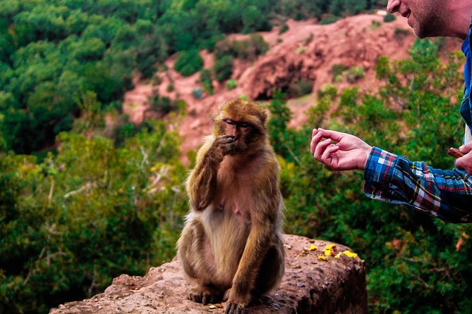 Full Day Trip to Ouzoud Waterfalls - Additional Details