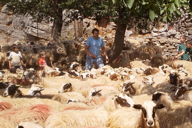 Full Day Visit With Family the Highland Pastures of Psiloritis - Additional Considerations