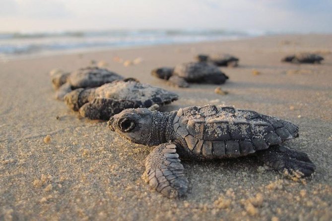 Galle Day Tour From Kalutara / Wadduwa - Pricing Details